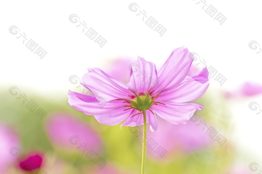 摘要花卉背景