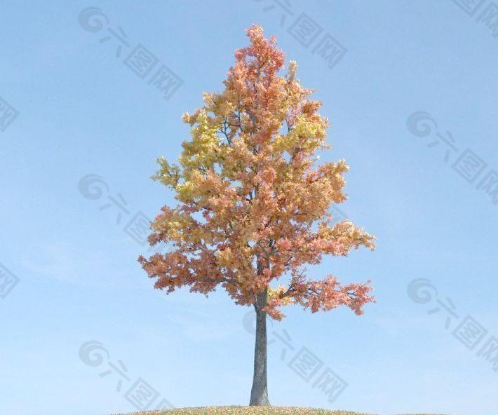 sweetgum tree 081 紅葉的楓香樹