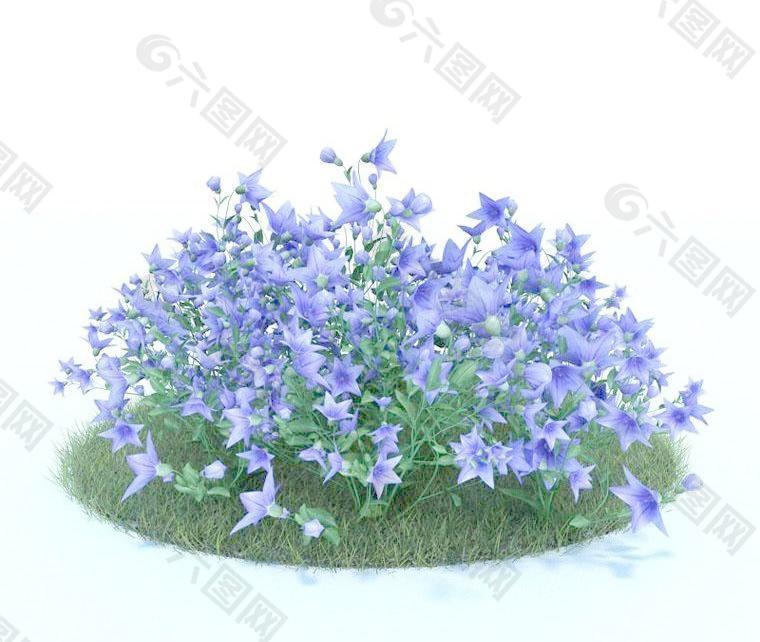桔梗 鈴當花 041 Platycodon grandiflorus