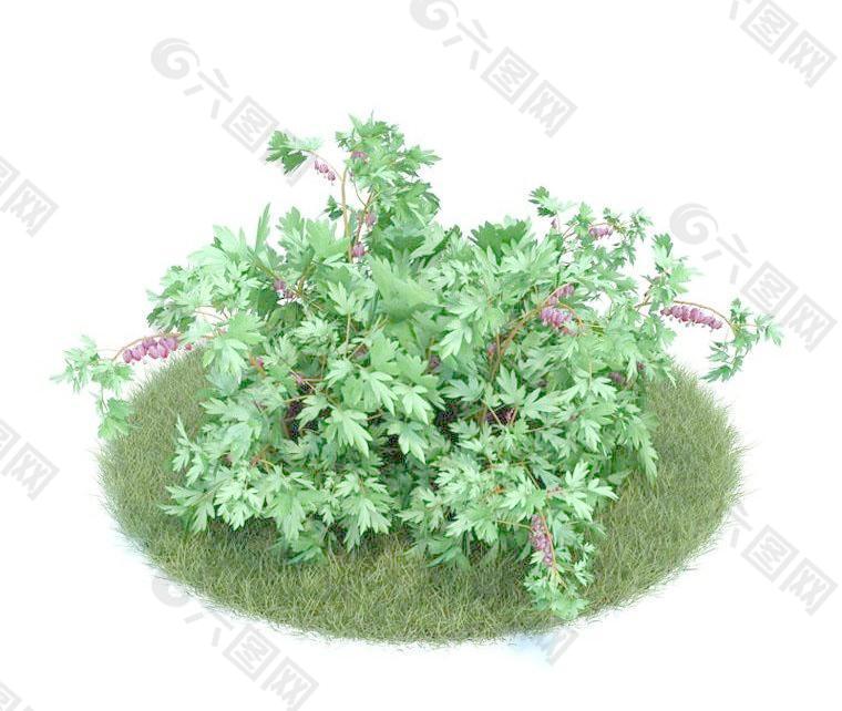 荷包牡丹 021 Dicentra Cucullaria