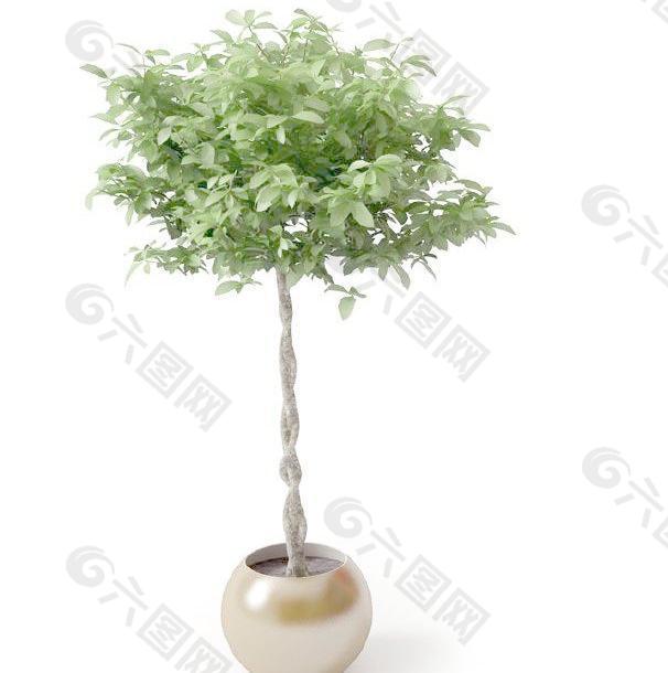 高精細(xì)盆栽植物模型020