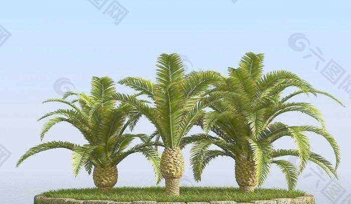 高精細加納利海棗樹 canary date palm 02