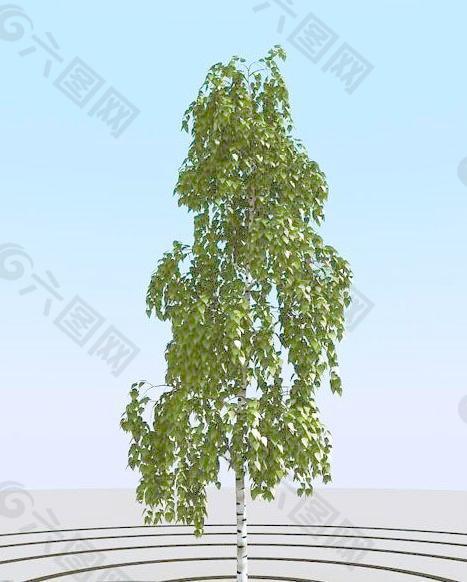 高精細(xì)樺樹(shù)模型 birch 01
