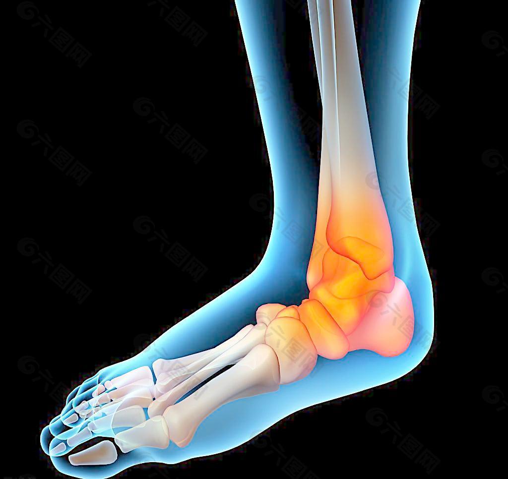 脚趾脚掌肌肉骨骼结构图片