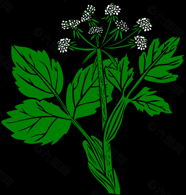 heraculeum lanatum