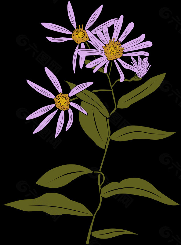 ASTER conspicuus