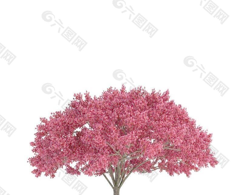高精細櫻桃樹Cherry tree(帶貼圖)