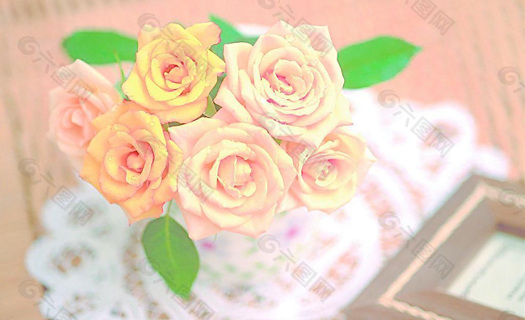 玫瑰花圖片