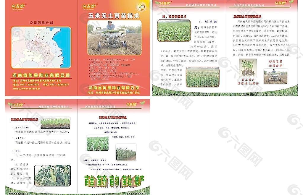 玉米無(wú)土育苗畫(huà)冊(cè)圖片