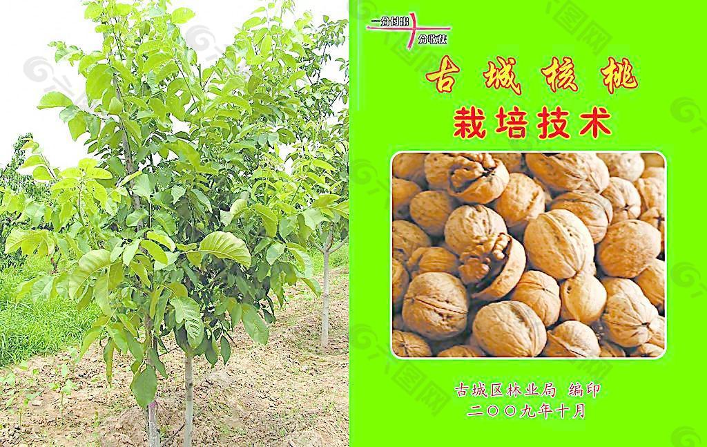核桃栽培技術圖片