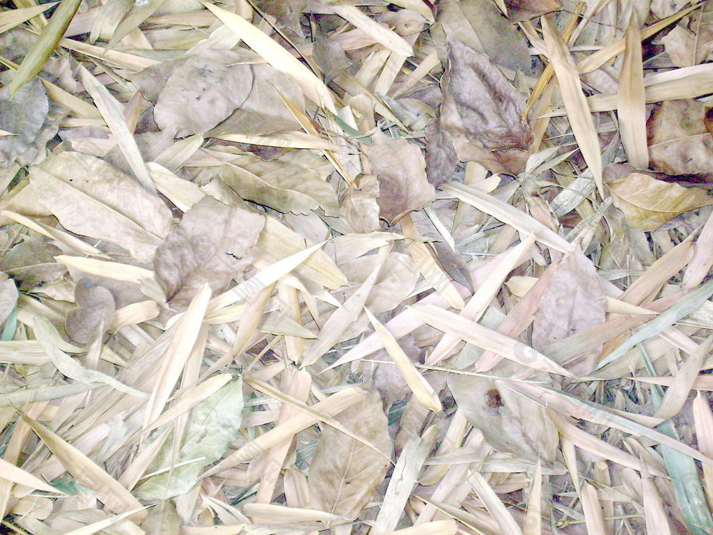 dried_leaves