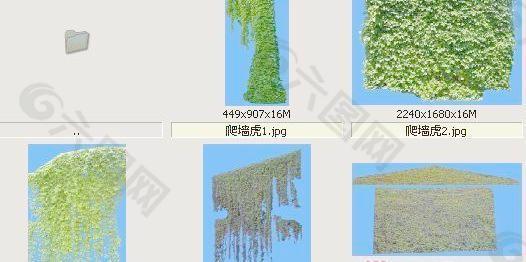 爬墻虎-滕本類——植物素材