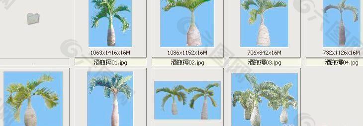 酒瓶椰子——植物素材