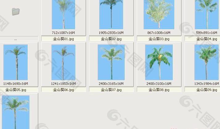 金山葵——植物素材