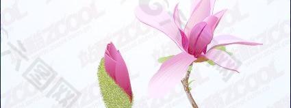 粉色木蘭矢量素材