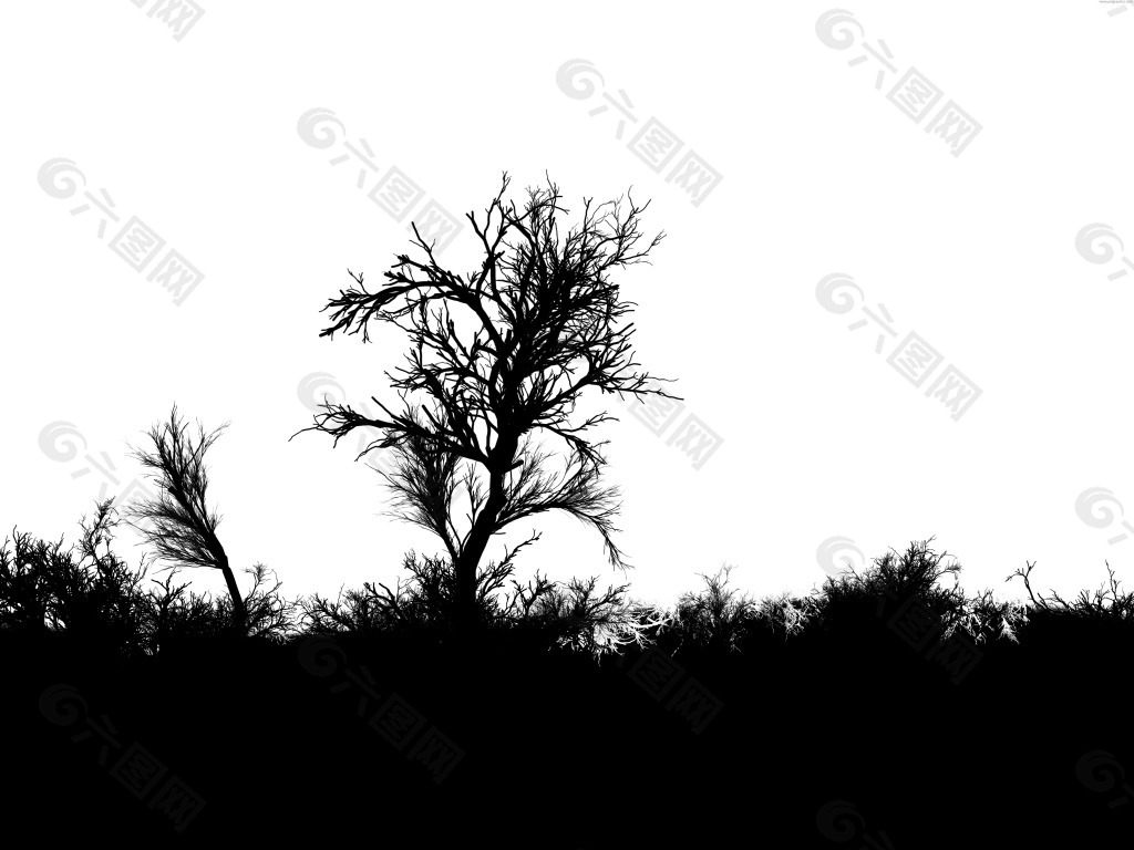 死亡的象征 黑白枯树 背景图片