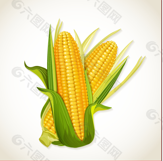 矢量玉米