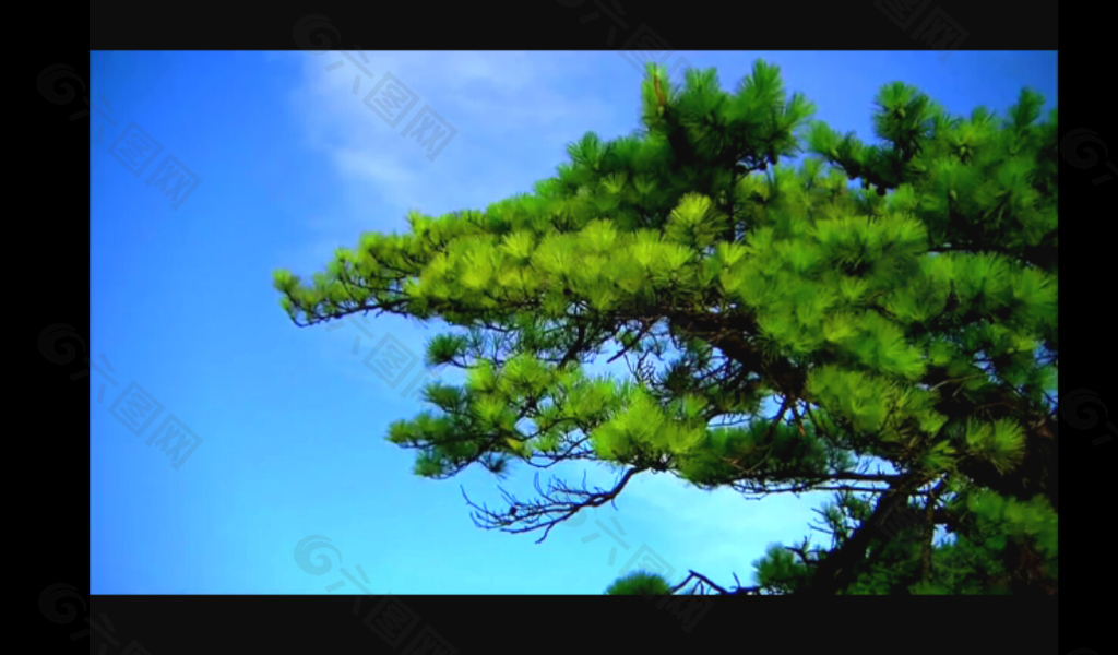 藍(lán)天白云松樹視頻素材