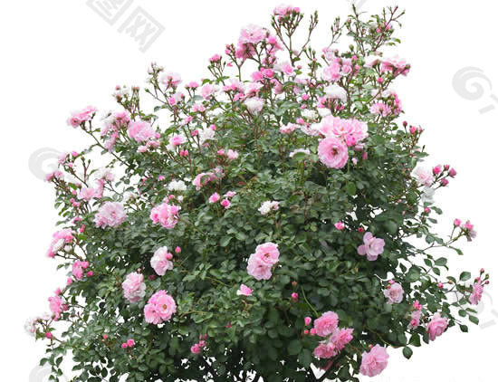 園藝花卉PSD素材 8