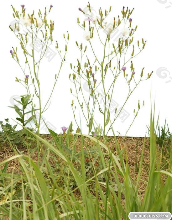 PS后期前景花草PSD圖片 8