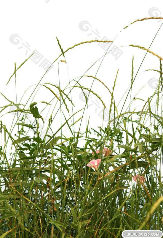PS后期前景花草PSD圖片 20