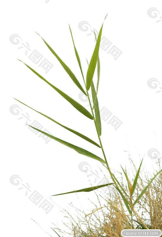 PS后期前景花草PSD圖片 15