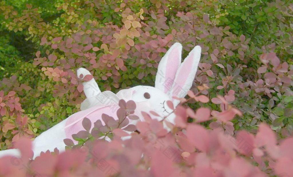 兔子圖片