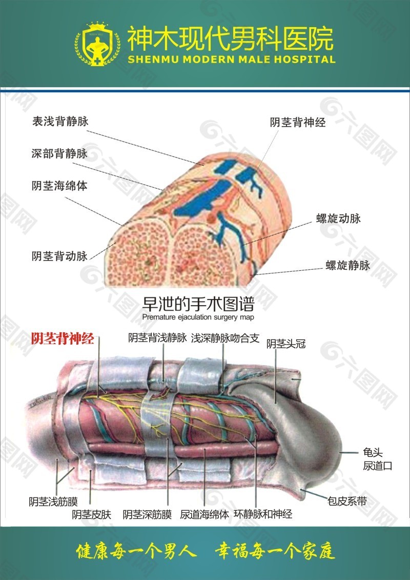 早泄手术背神经图谱