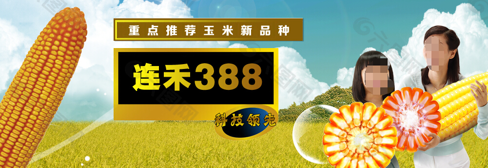 玉米種子