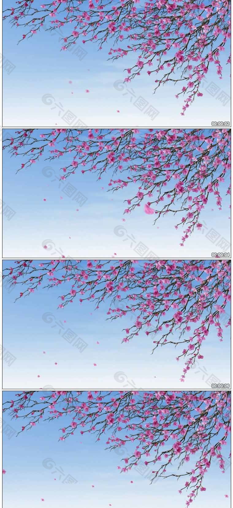 梅花飄零高清動態(tài)視頻素材