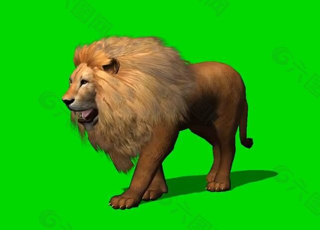 狮子绿幕抠像视频素材
