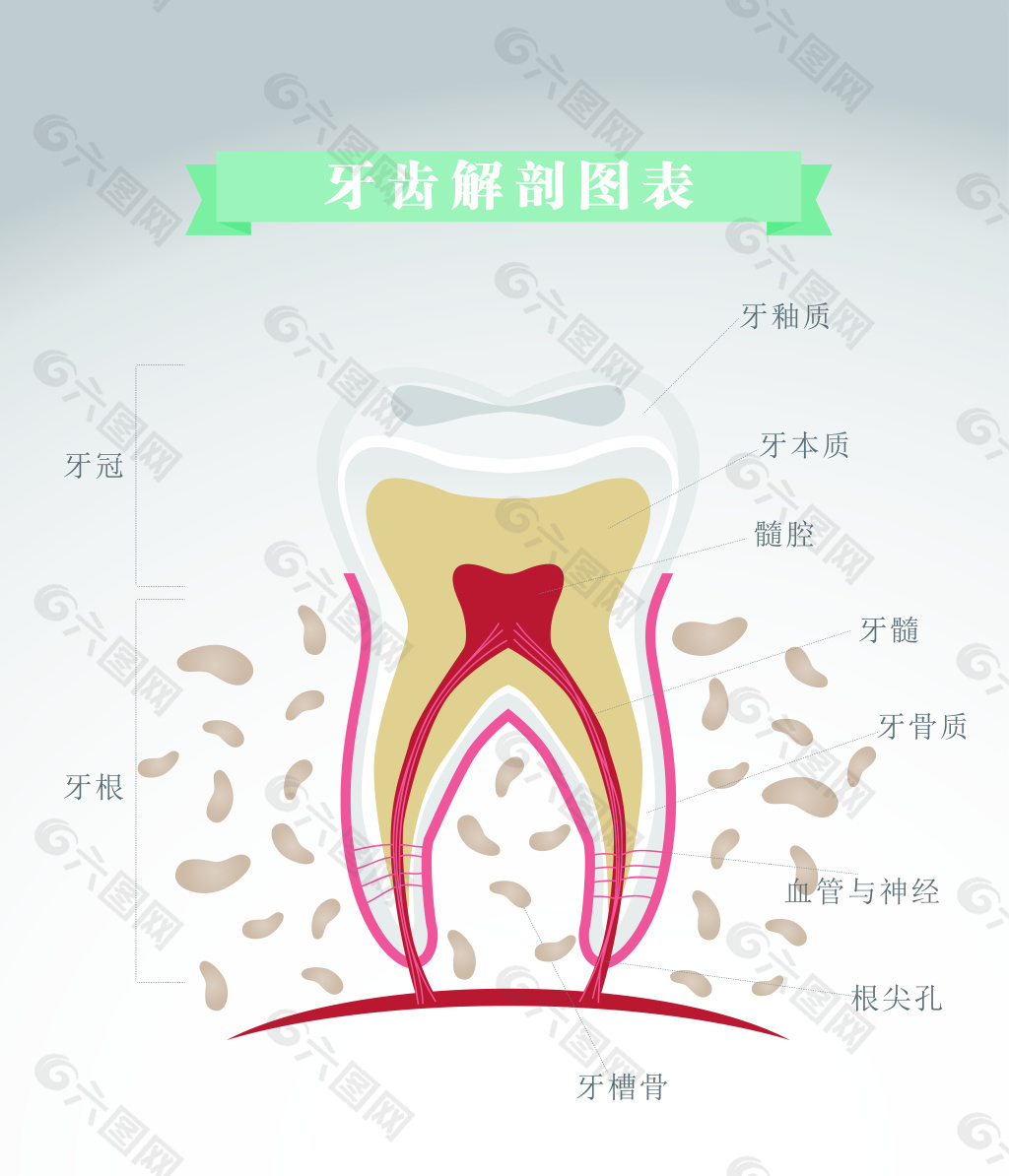 牙齿解剖图