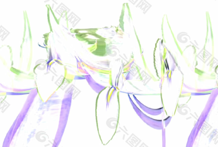 白色的花視頻素材