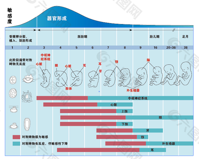 胎儿发育图