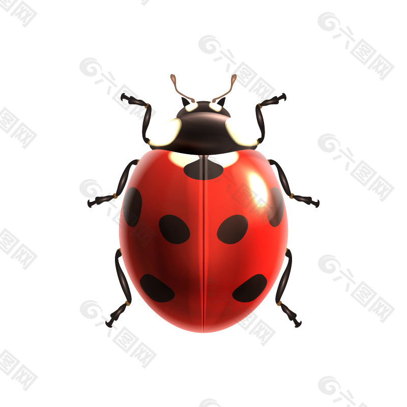 逼真七星瓢蟲矢量素材