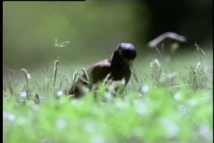 房地產(chǎn)專用自然美景實拍視頻素材