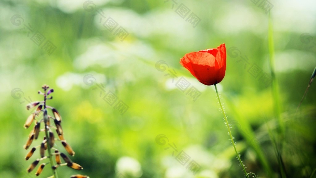 紅色小花點(diǎn)綴背景