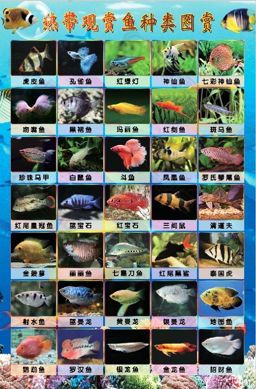 热带观赏鱼种类平面广告素材免费下载(图片编号:)-六