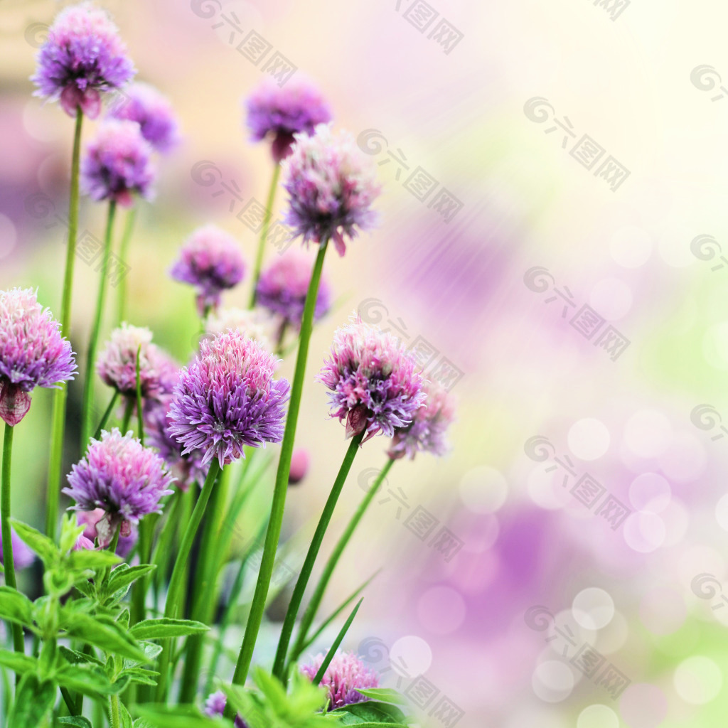 紫色小花閃爍背景