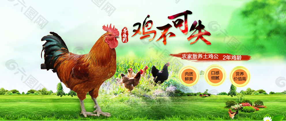 公雞