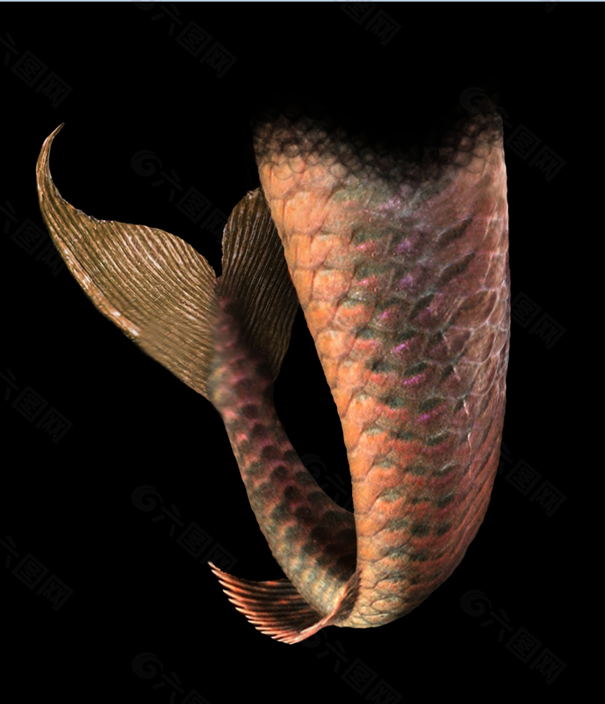 美人魚(yú)魚(yú)尾