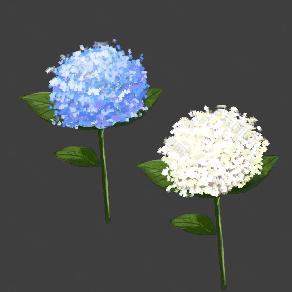 繡球花圖片