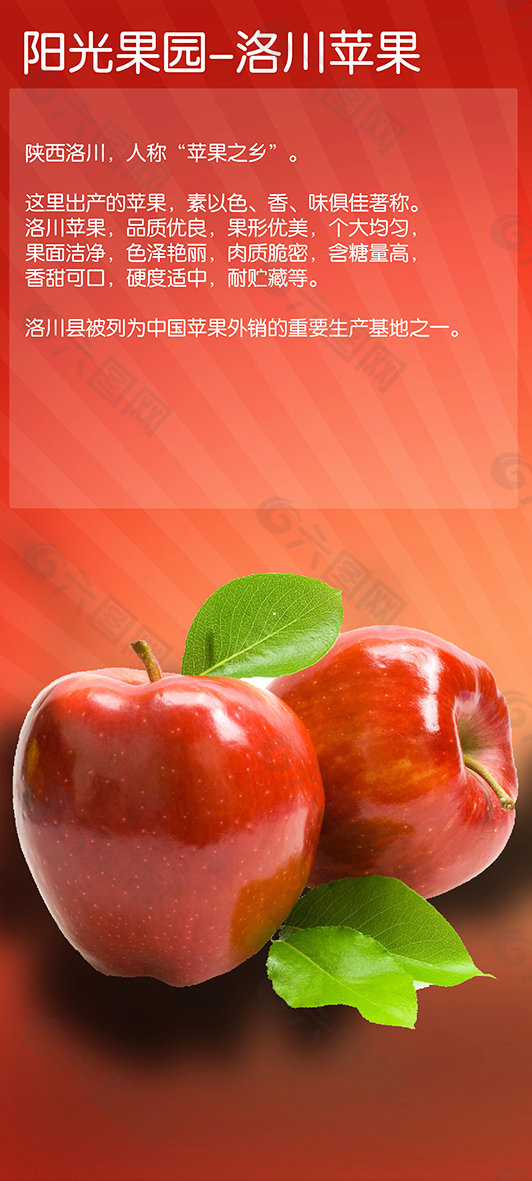 洛川苹果特点平面广告素材免费下载(图片编号:5271532