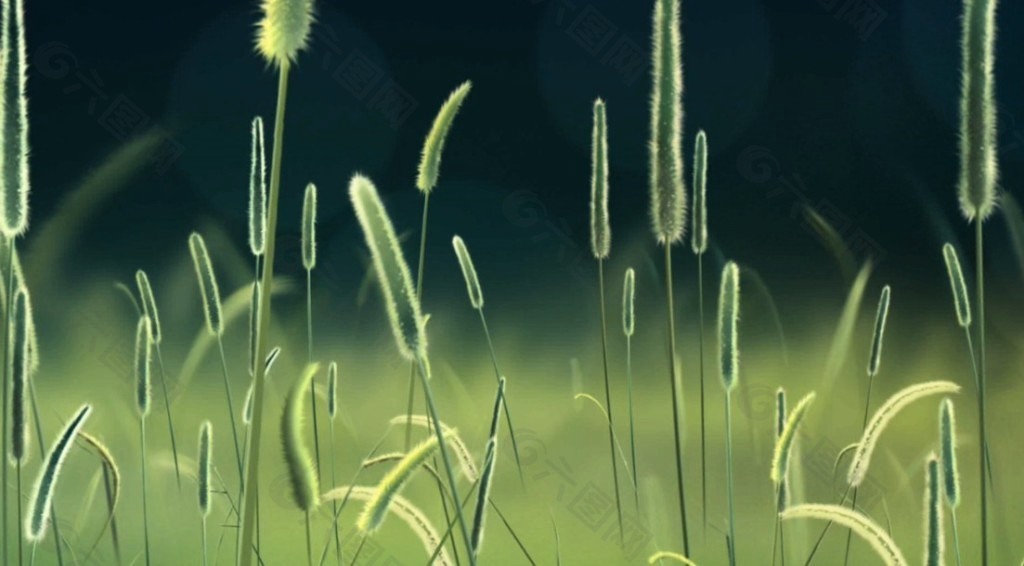 清新唯美的狗尾巴草循環(huán)視頻素材