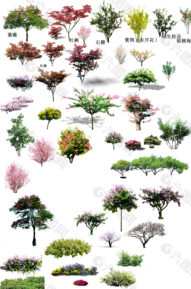 花灌木 景观素材图片