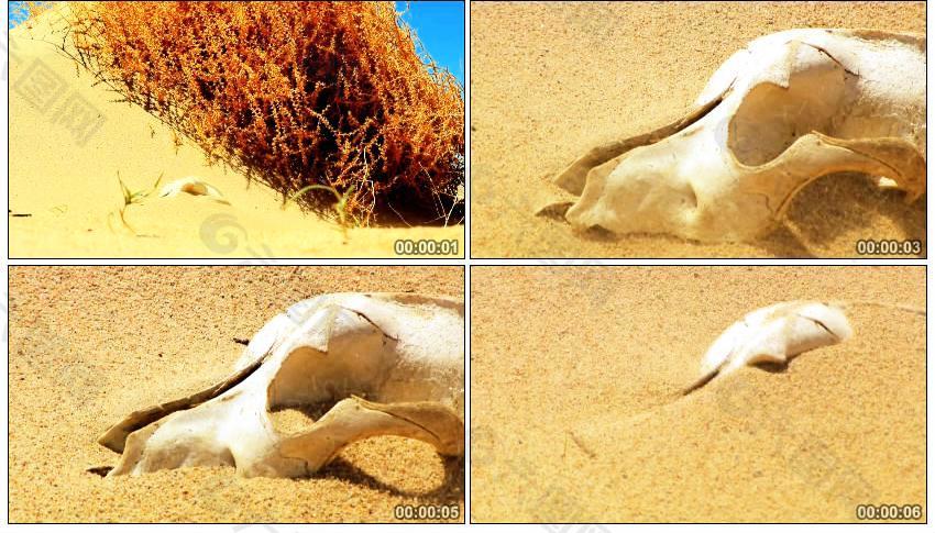 流沙慢慢掩埋動物頭骨實拍視頻