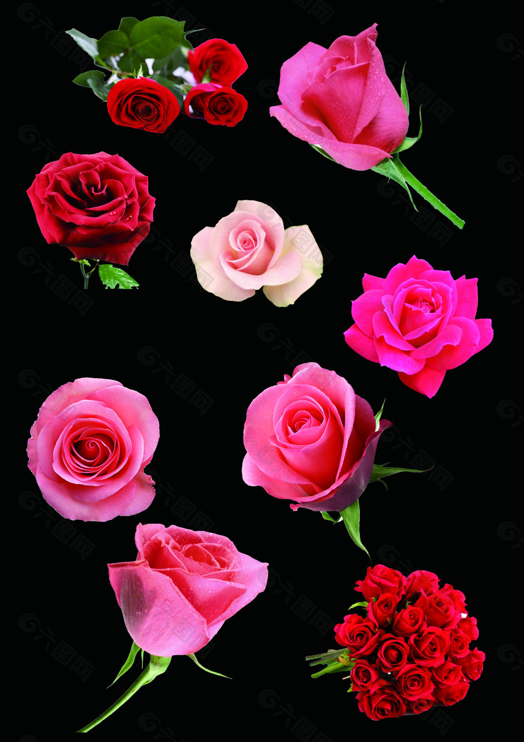 玫瑰花