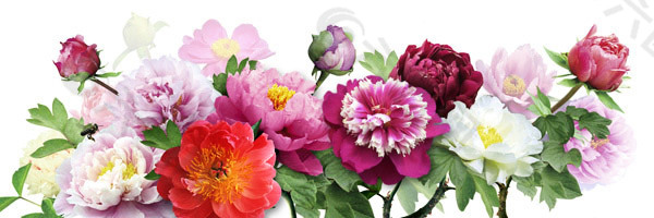 花開(kāi)富貴無(wú)框畫(huà)PSD