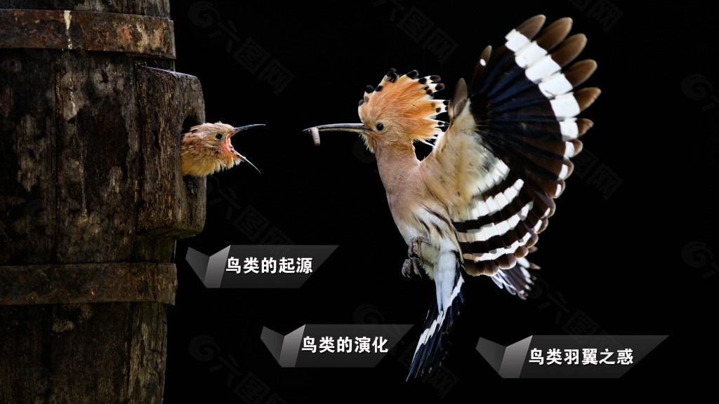 鳥類