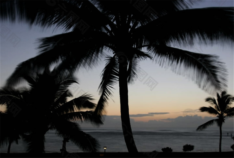 夕阳的下的海滩椰树视频素材